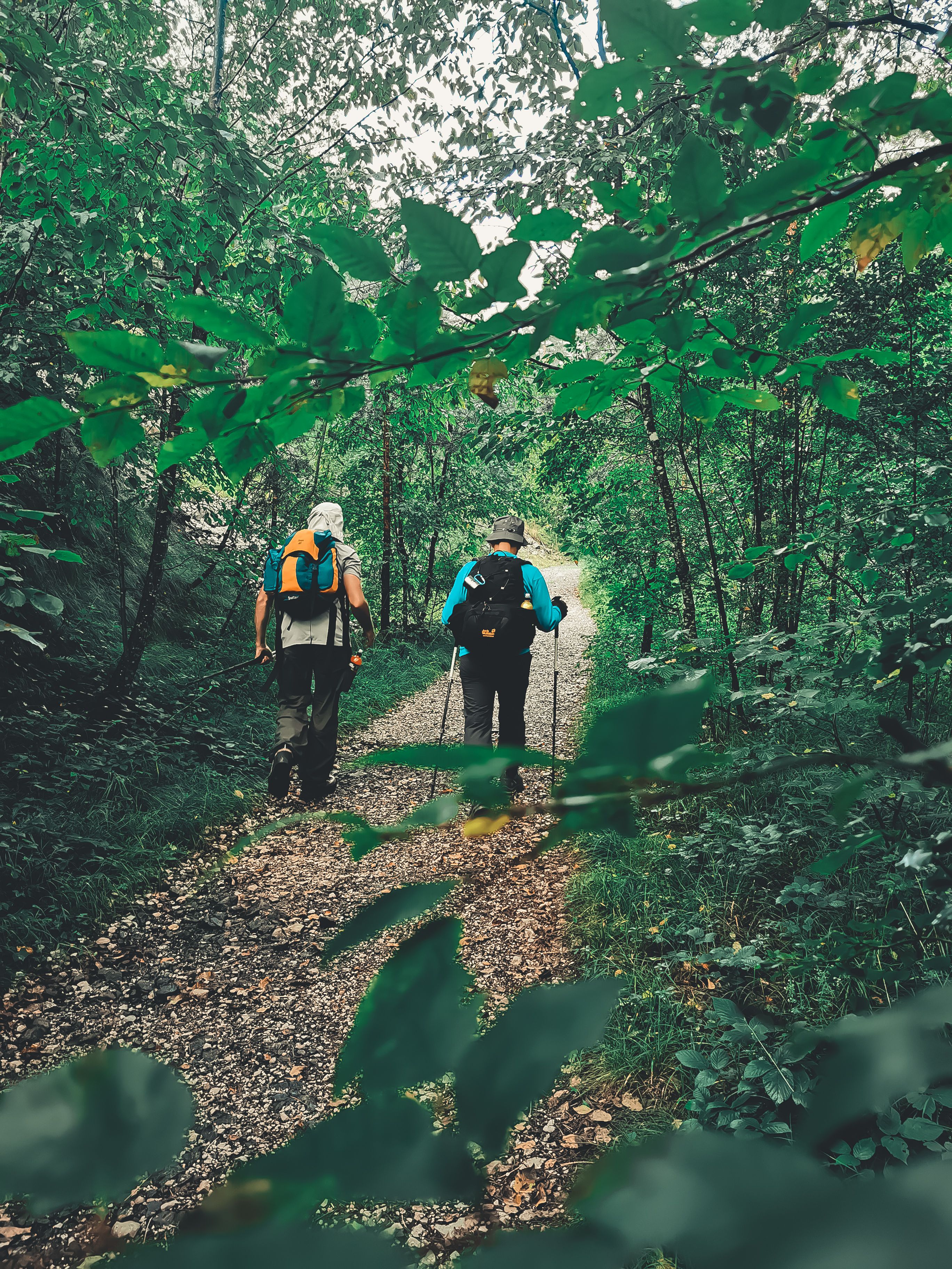Serene forest hiking trail surrounded by lush greenery